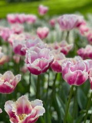 Pink tulips with white ruffled edges. Tulips with a soft pink hue and delicate white-fringed edges in full bloom. Perfect for romantic and spring-themed visuals.