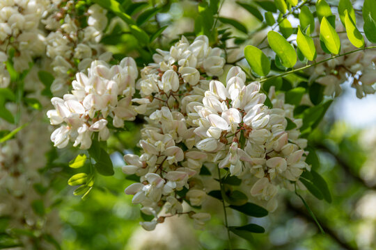 Fleurs d'Acacia, arbre &eacute;galement connu sous le nom de Robinier faux acacia ou Carouge (Robinia pseudoacacia). Ses fleurs parfum&eacute;es sont comestibles et servent &agrave; confectionner miel, sirops et beignets