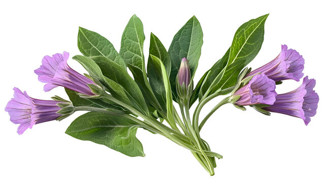 comfrey herb - Symphytum officinale, on transparent background.
