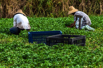 Biritiba Mirim, Sao Paulo, Brazil, march 13, 2013. Farmer harveting cress in filed in Brazil with...