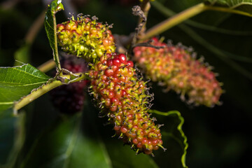 Close-up of ripening mulberries, red and green, on a branch with green leaves against a soft blue sky. A natural, vibrant image.