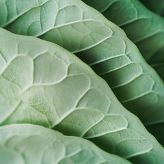 Obraz premium closeup of fresh basil leaves with smooth texture and green color, macro culinary herb photography, clean background