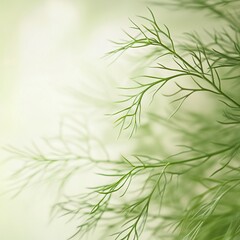 Naklejka premium closeup of fresh dill sprigs with delicate feathery texture, macro Mediterranean herb photography, soft lighting