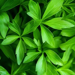 closeup of fresh lovage leaves with bright green color, macro European herb photography, isolated clean background