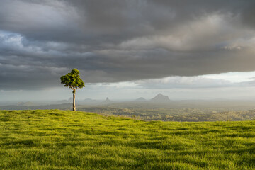 Lone tree on a green hill under dramatic stormy sky