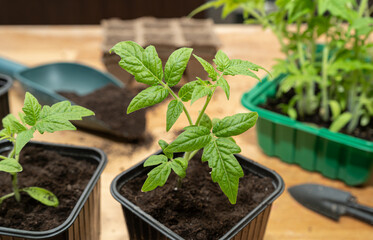 Tomato seedlings in pots. Home gardening concept.