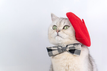 Cute gray cat in red beret and plaid bow tie posing against white background