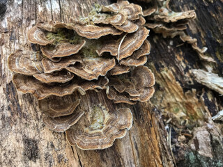Close-up of several Turkey Tail Mushrooms growing on a decaying tree log under natural light in a forest area.