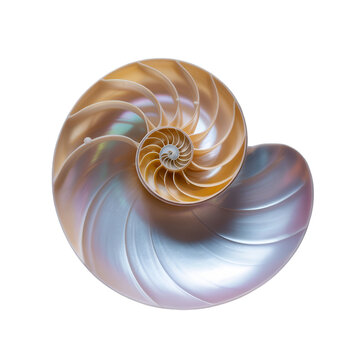 Close up view of a nautilus shell showing its intricate spiral pattern against a black background