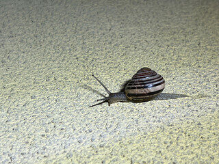 A small snail in a shell wandering along a wall at night