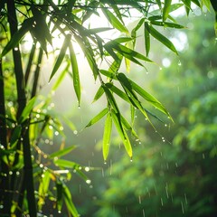 Naklejka premium A fresh green bamboo grove after a summer rain, sunlight breaking through the mist, 
