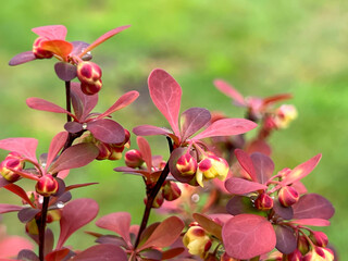 Red barberry (Berberis) branch with flower in spring, close-up