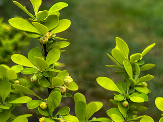 Green barberry (Berberis) branch with flower in spring, Close-up