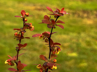 Red barberry (Berberis) branch with flower in spring, close-up