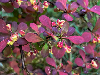 Red barberry (Berberis) branch with flower in spring, close-up