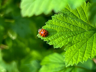 Ladybug on a green blackcurrant leaf after rain in spring.