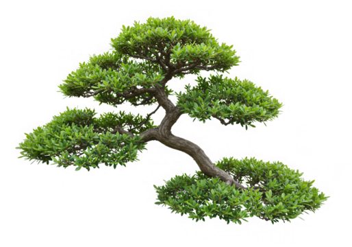Green bonsai tree with curved trunk isolated on transparent background
