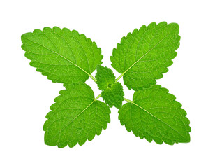 Fresh Lemon Balm Leaves