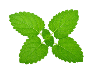 Fresh Lemon Balm Leaves