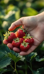 Berry picking - national event, fresh strawberries, seasonal joy, ripe sweetness, farm tradition, garden harvest, juicy delight, fruit gathering, organic treat, flavorful celebration.