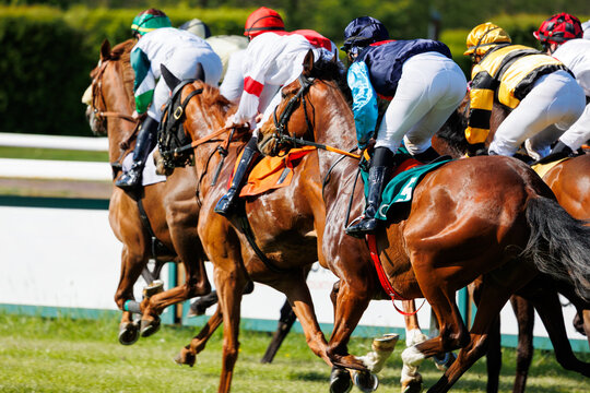 Group of jockeys racing on thoroughbred horses by green grass track race course back view on sunny day. Riders wear colorful uniforms under bright daylight, surrounded by trees and racetrack rails