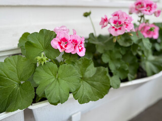Vibrant pink blooming geranium flowers in decorative flower pot close up, floral wallpaper background with pink geranium Pelargonium	
