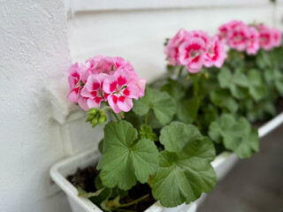 Vibrant pink blooming geranium flowers in decorative flower pot close up, floral wallpaper background with pink geranium Pelargonium	