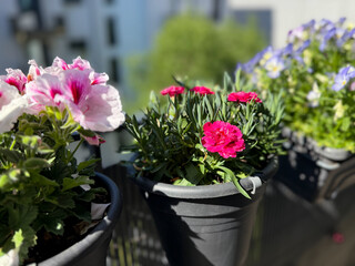 Beautiful vibrant pink Carnations decorative balcony flowers in a flower pot hanging on a balcony terrace fence close up