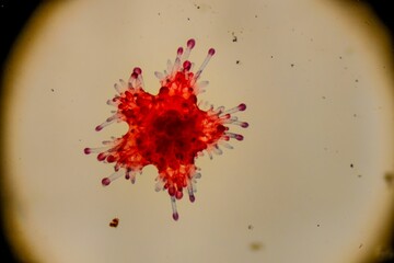 Vibrant Microscopic Organism