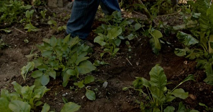 A senior man is working in his garden, hoeing the soil around young potato and spinach plants. He takes care of his vegetable garden. Farm, farming, agriculture.