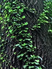 Tree trunk with green leaves. Shallow depth of field