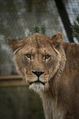 Lion