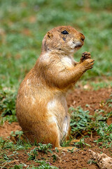 The black-tailed prairie dog is a rodent of the family Sciuridae found in the Great Plains of North America from about the United States–Canada border to the United States–Mexico border.