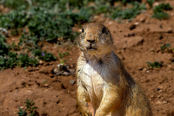 The black-tailed prairie dog is a rodent of the family Sciuridae found in the Great Plains of North...