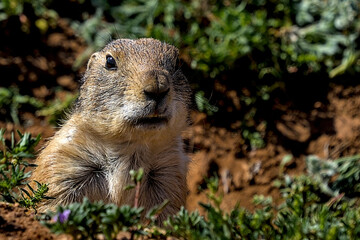 The black-tailed prairie dog is a rodent of the family Sciuridae found in the Great Plains of North America from about the United States–Canada border to the United States–Mexico border.