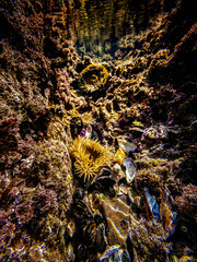 Shallow tidepools reveal seal life and rock formations