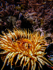 Shallow tidepools reveal seal life and rock formations