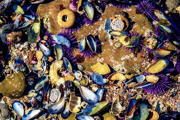 Shallow tidepools reveal seal life and rock formations