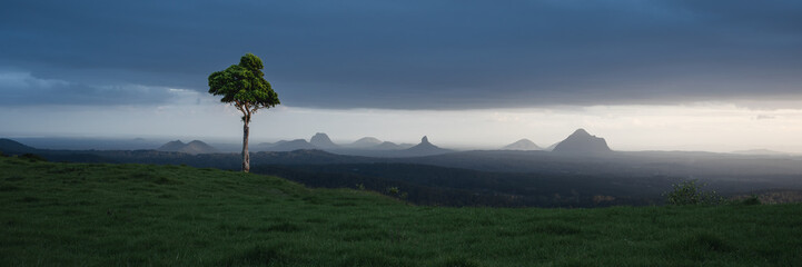 Solitary tree under stormy sky with Glass House Mountains in the background, Queensland, Australia