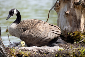 Side view of female hen Canada goose Branta canadensis with one of her adorable goslings