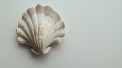 Elegant decorative seashell on a neutral background with subtle shadow detail