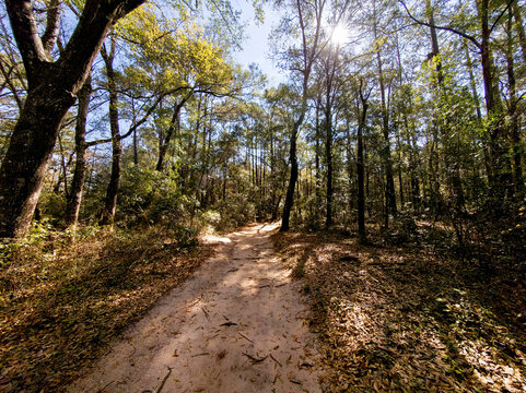 Forest lined trail with tall trees and shaded path