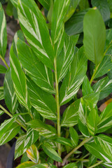 Variegated ginger plant in a pot