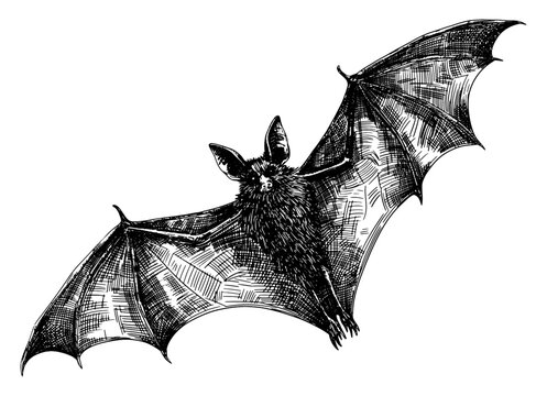 bat in flight with its wings spread wide isolated hand drawn sketch detailed textures dynamic movement fur large pointed ears black white line art detailed vector illustration