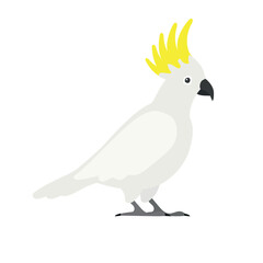 Vector flat hand drawn cockatoo parrot isolated on white background