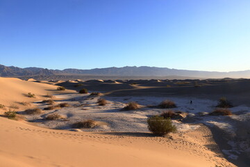 The clay floor of the Sand Dune field contrasts with the Mesquite Trees in Death Valley National...