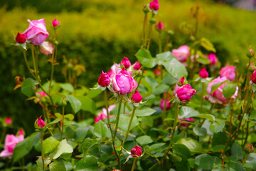 Fototapeta premium Beautiful roses in full bloom at the Japan Rose Garden.
