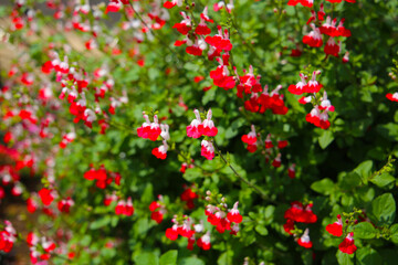 Red white flower of salvia microphylla