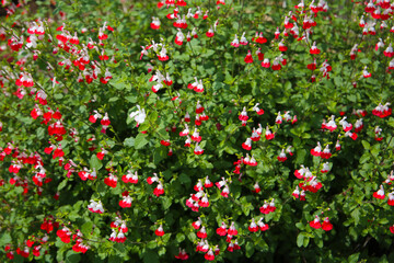 Fototapeta premium Red white flower of salvia microphylla