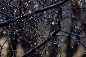 Close-up of rain drops on a tree